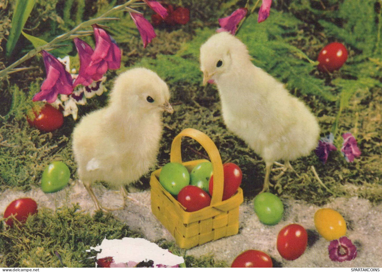 PASCUA POLLO HUEVO Vintage Tarjeta Postal CPSM #PBO902.ES - Pâques