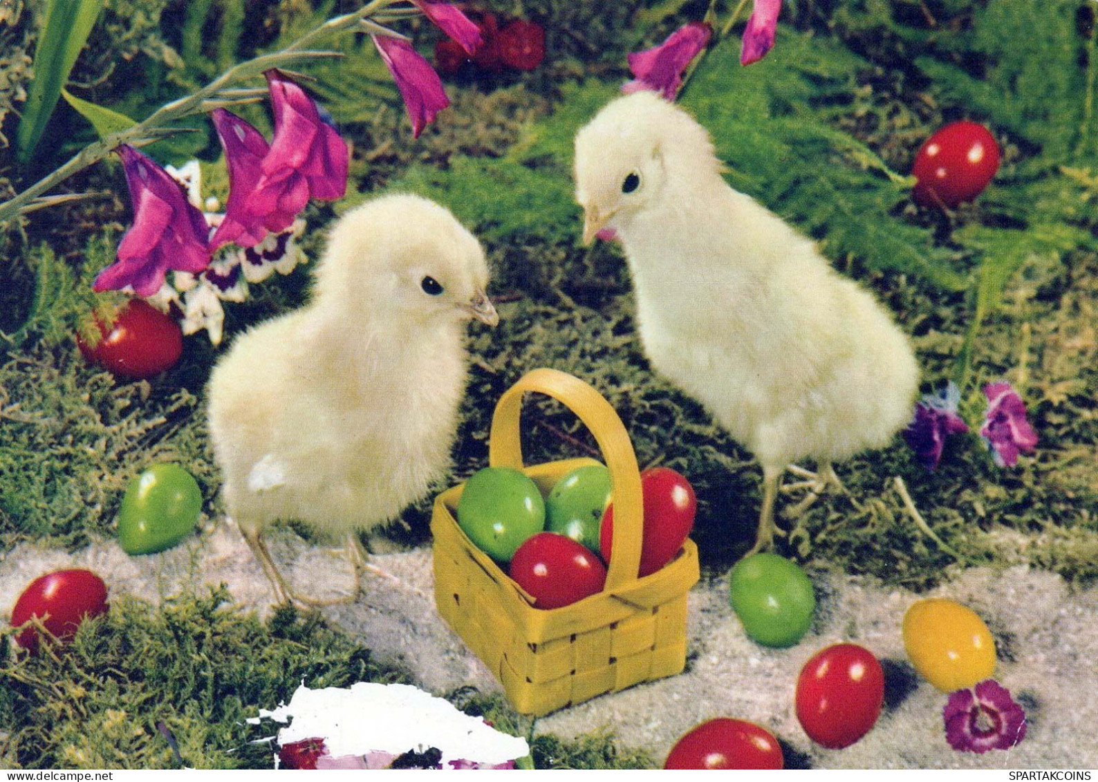 PASCUA POLLO HUEVO Vintage Tarjeta Postal CPSM #PBO902.ES - Pâques