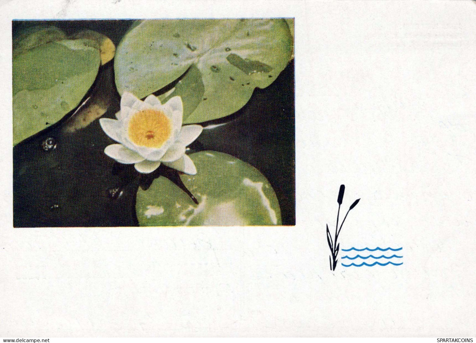 FLORES Vintage Tarjeta Postal CPSM #PAR718.ES - Blumen