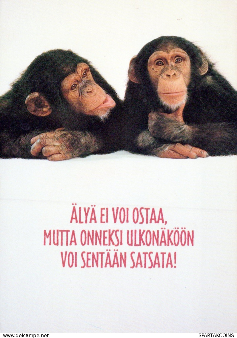 MONO Animales Vintage Tarjeta Postal CPSM #PAN995.ES - Singes