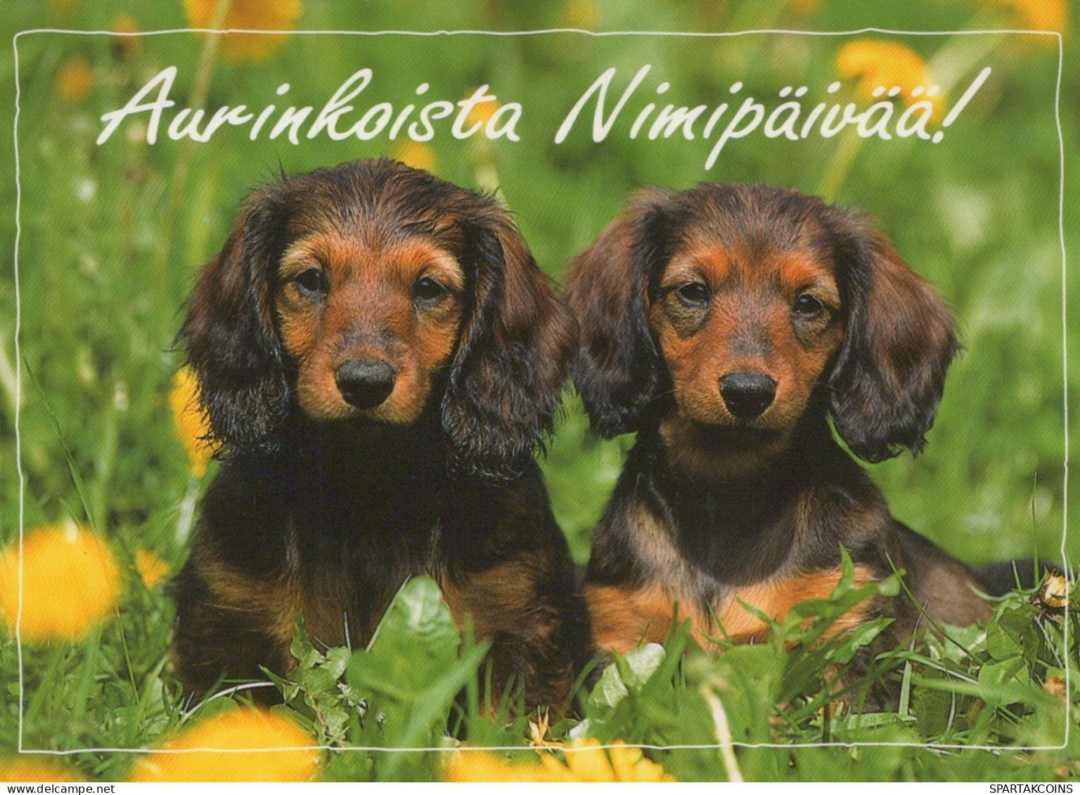 PERRO Animales Vintage Tarjeta Postal CPSM #PAN666.ES - Dogs