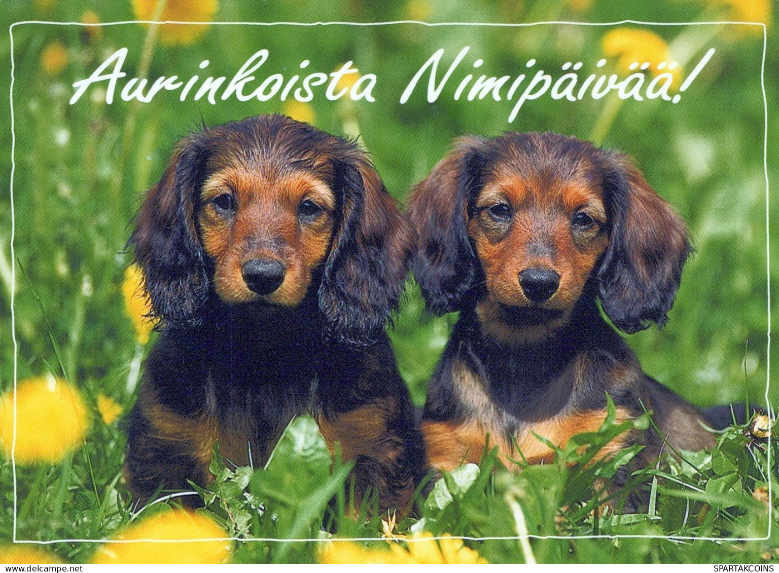 PERRO Animales Vintage Tarjeta Postal CPSM #PAN666.ES - Dogs
