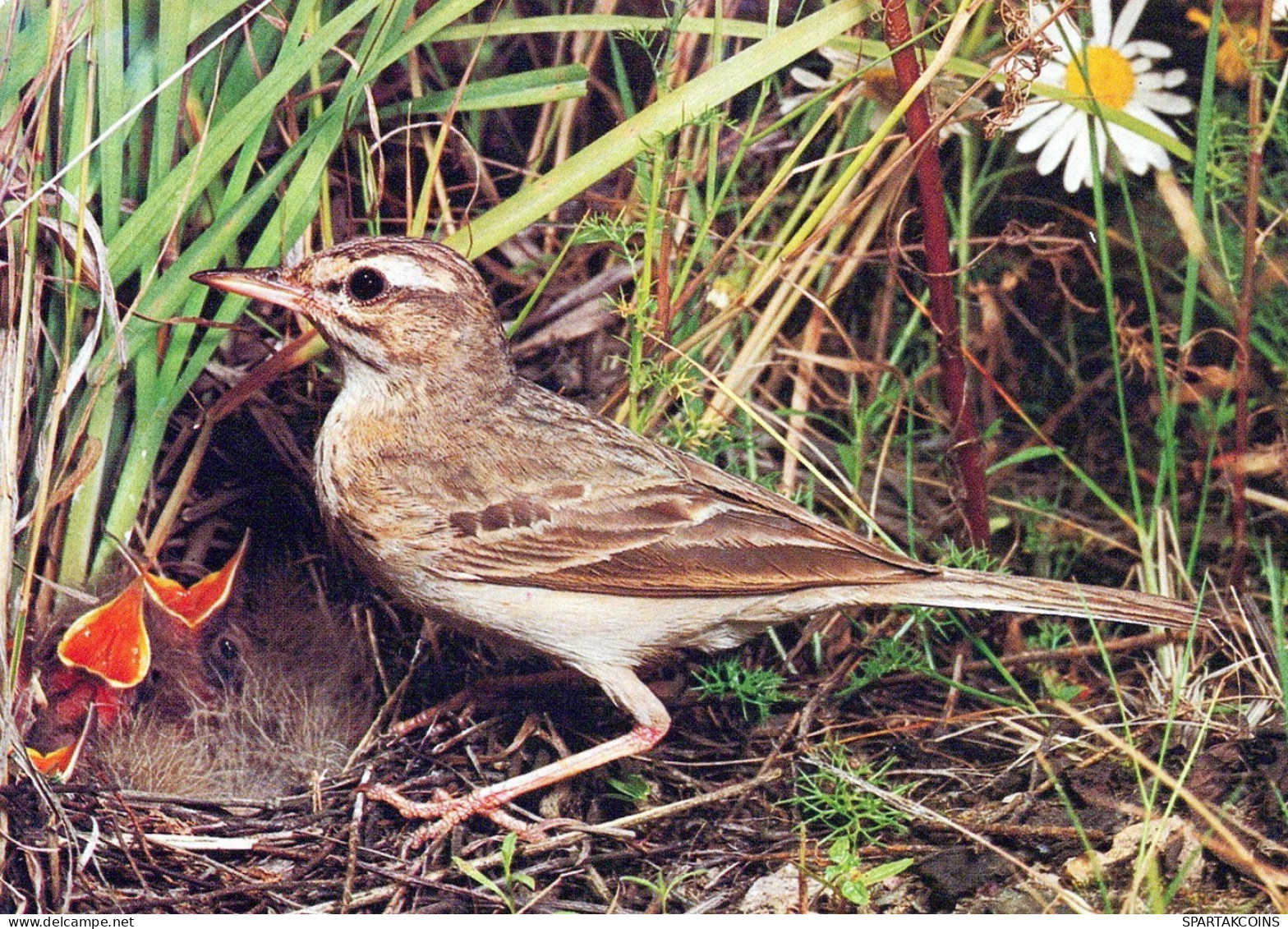 PÁJARO Animales Vintage Tarjeta Postal CPSM #PAM727.ES - Oiseaux