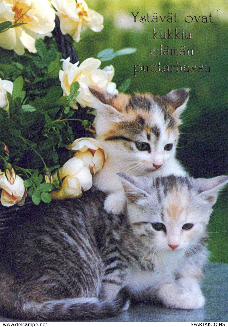 GATO GATITO Animales Vintage Tarjeta Postal CPSM #PAM533.ES - Cats