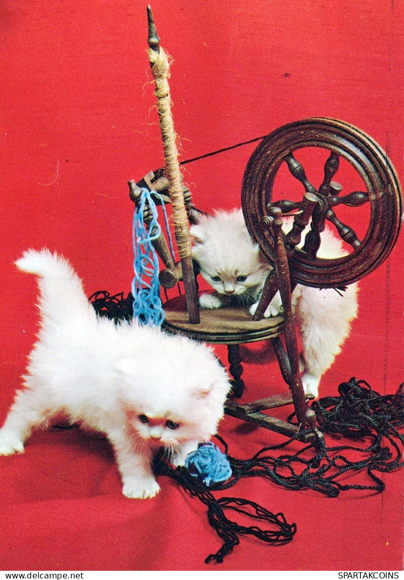 GATO GATITO Animales Vintage Tarjeta Postal CPSM #PAM597.ES - Cats