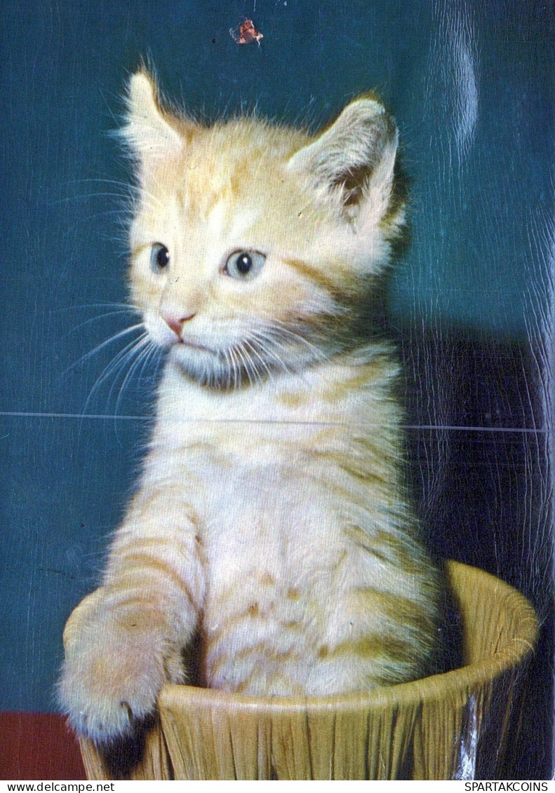 GATO GATITO Animales Vintage Tarjeta Postal CPSM #PAM158.ES - Cats