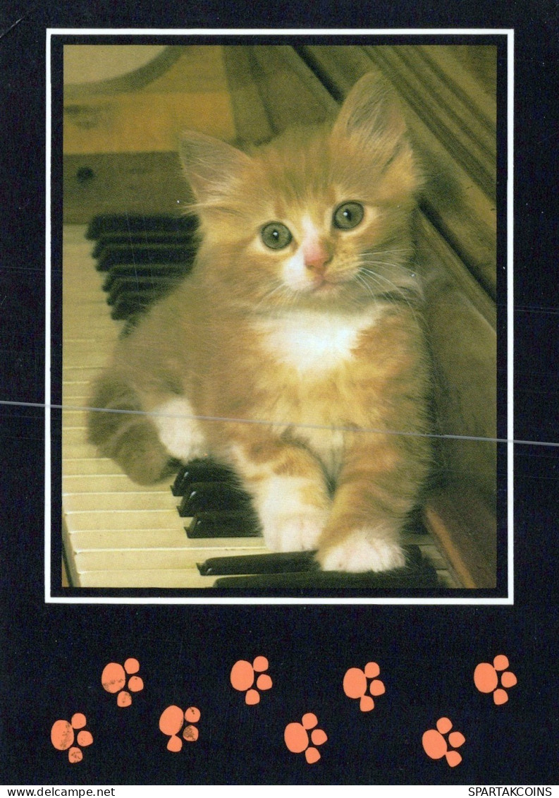 GATO GATITO Animales Vintage Tarjeta Postal CPSM #PAM220.ES - Cats