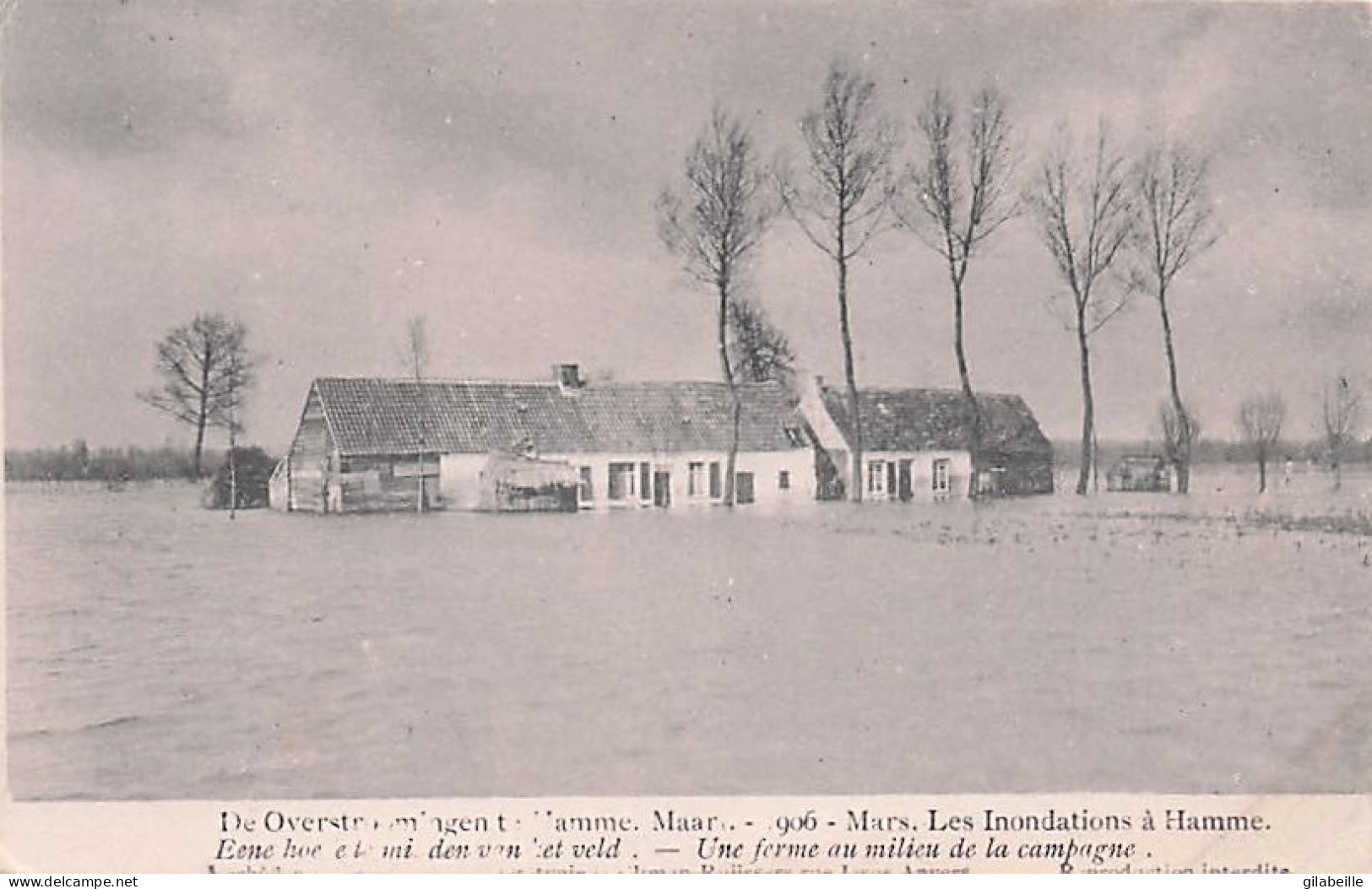 HAMME - Overstroomingen Van Maart 1906 - Inondations De Mars 1906 - Une Ferme Au Milieu De La Camapgne - Hamme