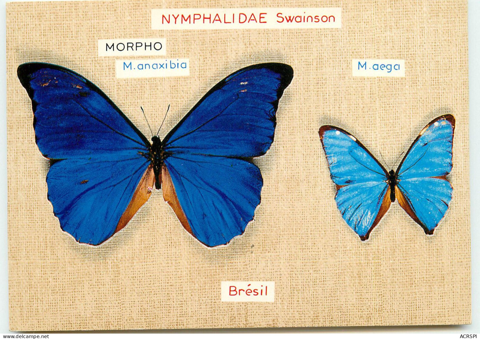 PAPILLONS Du Brésil  NYMPHALIDAE  RR 1265 - Schmetterlinge