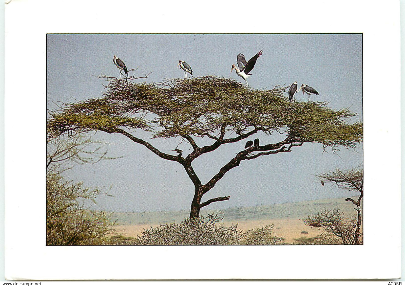 TANZANIA Marabou  Sur Un Accacia  RR 1265 - Tanzania