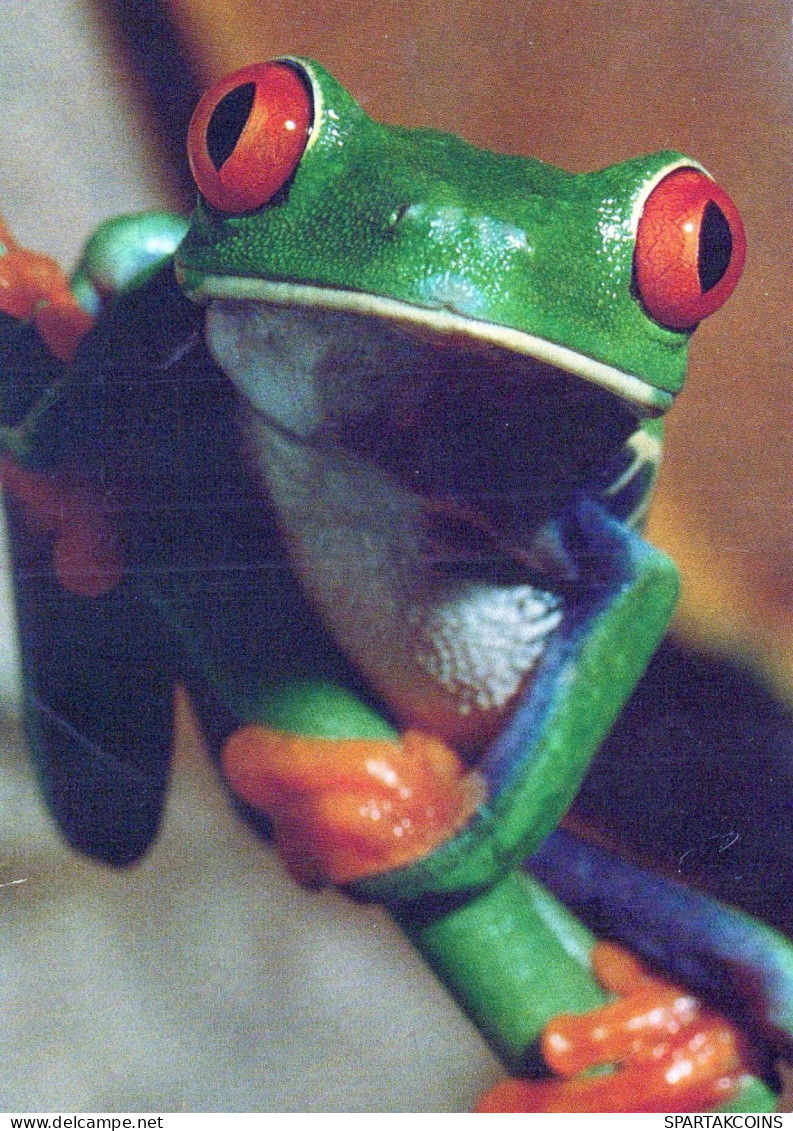 GRENOUILLE Animaux Vintage Carte Postale CPSM #PBS849.FR - Andere & Zonder Classificatie