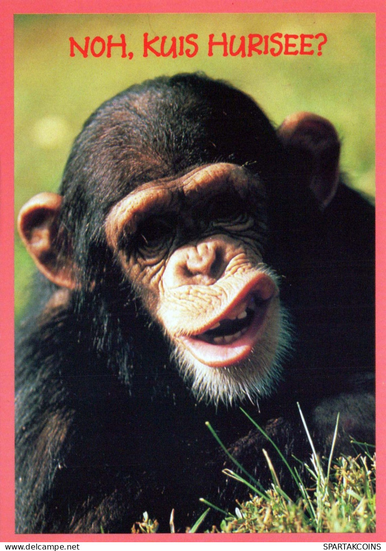 SINGE Animaux Vintage Carte Postale CPSM #PBS010.FR - Monkeys