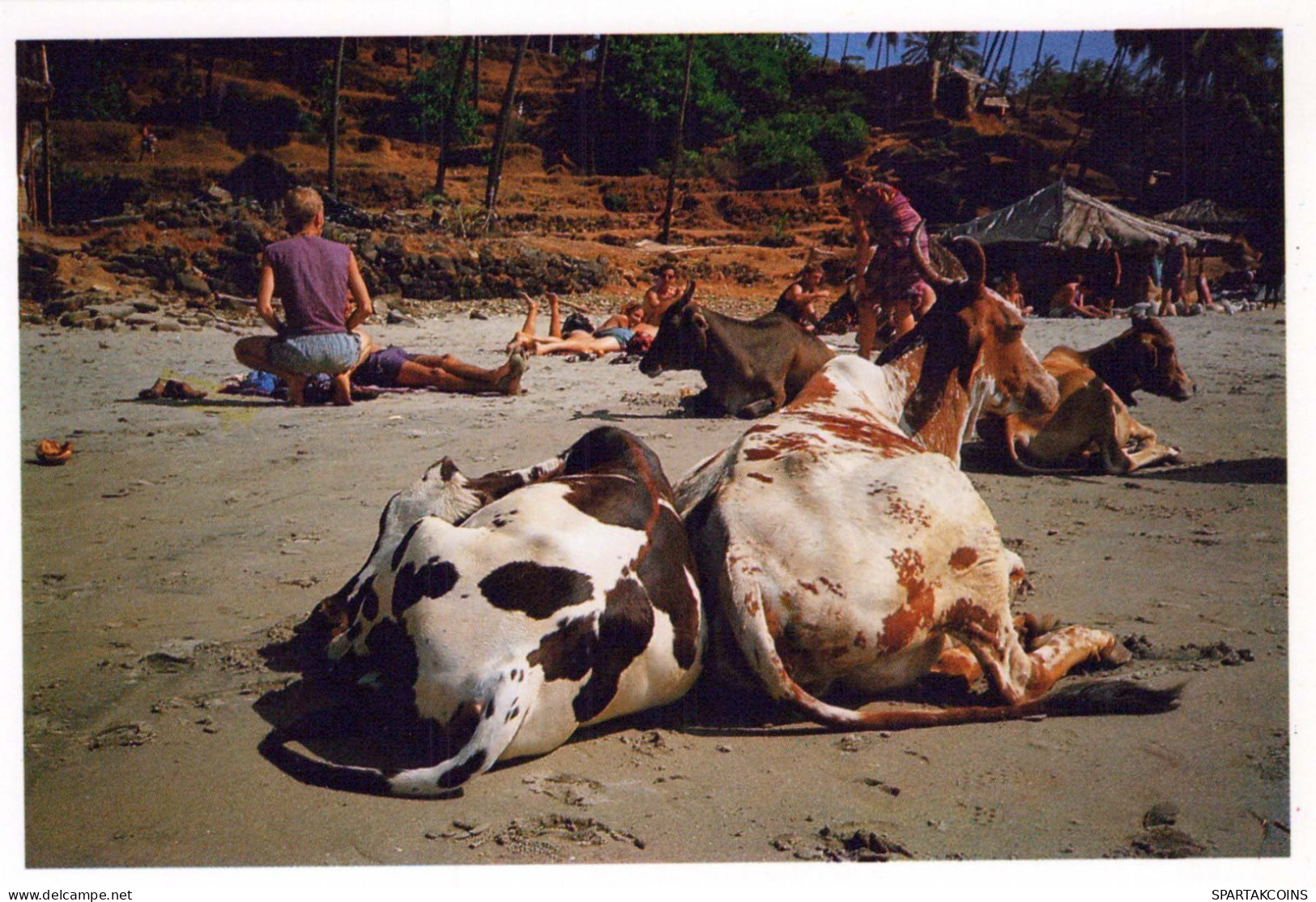 VACHE Animaux Vintage Carte Postale CPSM #PBR792.FR - Mucche