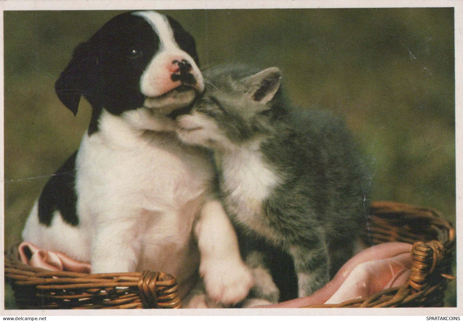 CHIEN Animaux Vintage Carte Postale CPSM #PBQ561.FR - Dogs