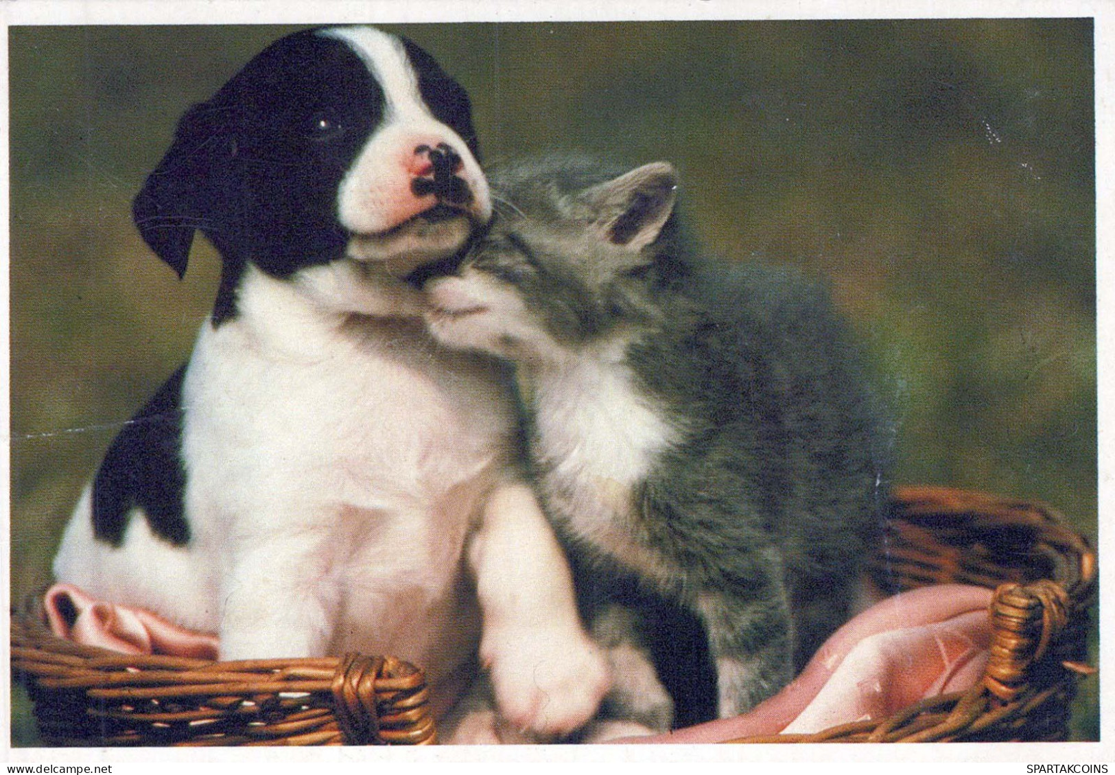 CHIEN Animaux Vintage Carte Postale CPSM #PBQ561.FR - Cani