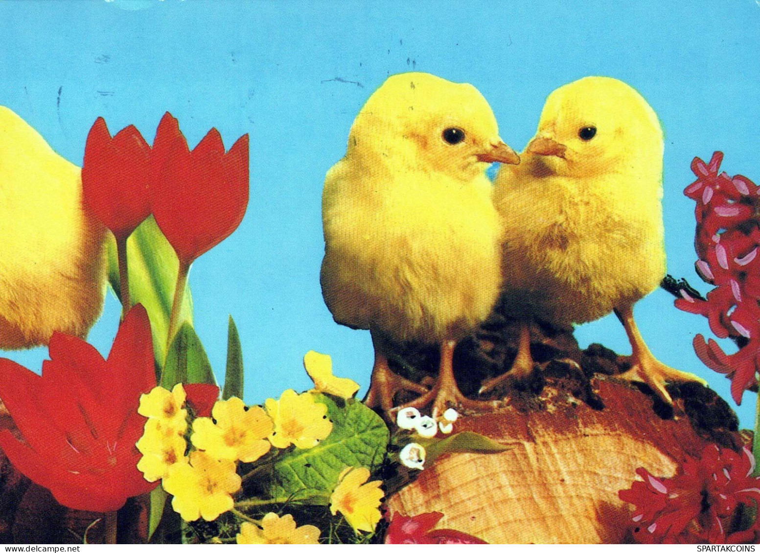 PÂQUES POULET ŒUF Vintage Carte Postale CPSM #PBO903.FR - Easter