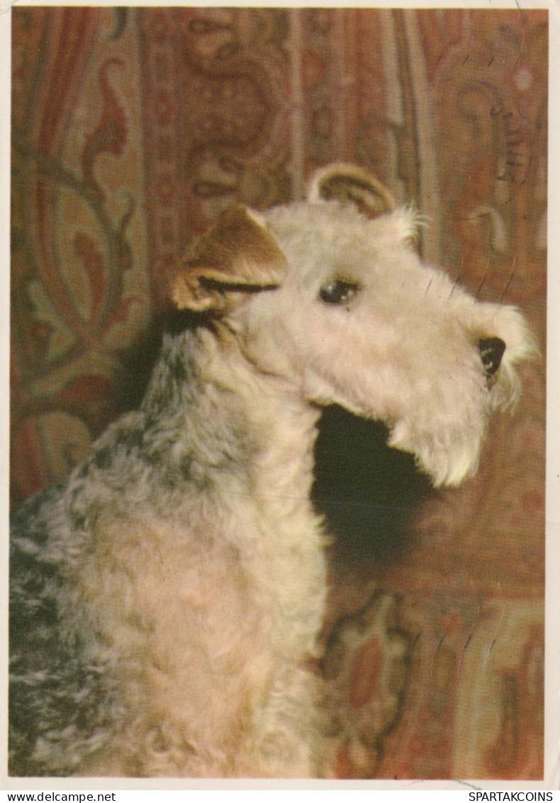 CHIEN Animaux Vintage Carte Postale CPSM #PAN934.FR - Hunde