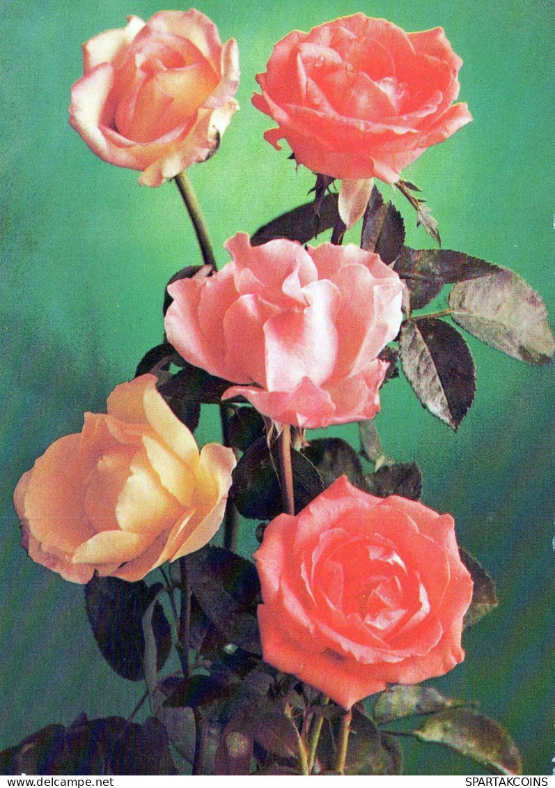 FLEURS Vintage Carte Postale CPSM #PAR359.FR - Bloemen