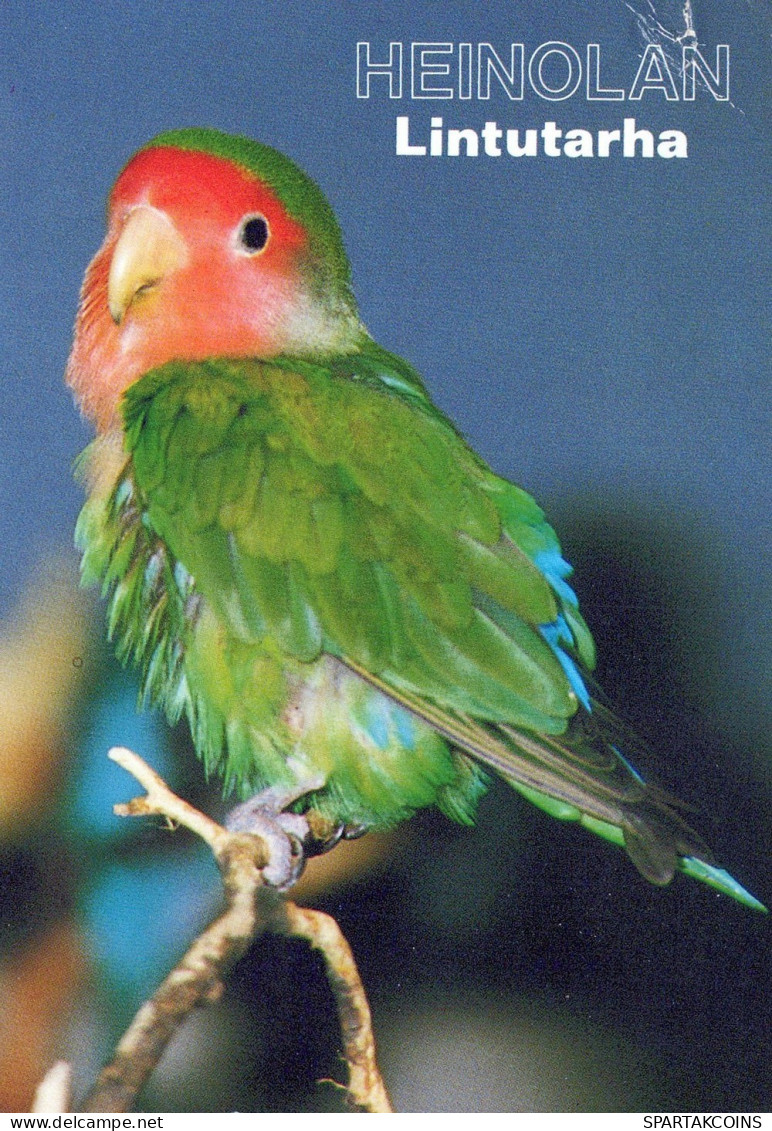 OISEAU Animaux Vintage Carte Postale CPSM #PAN344.FR - Birds