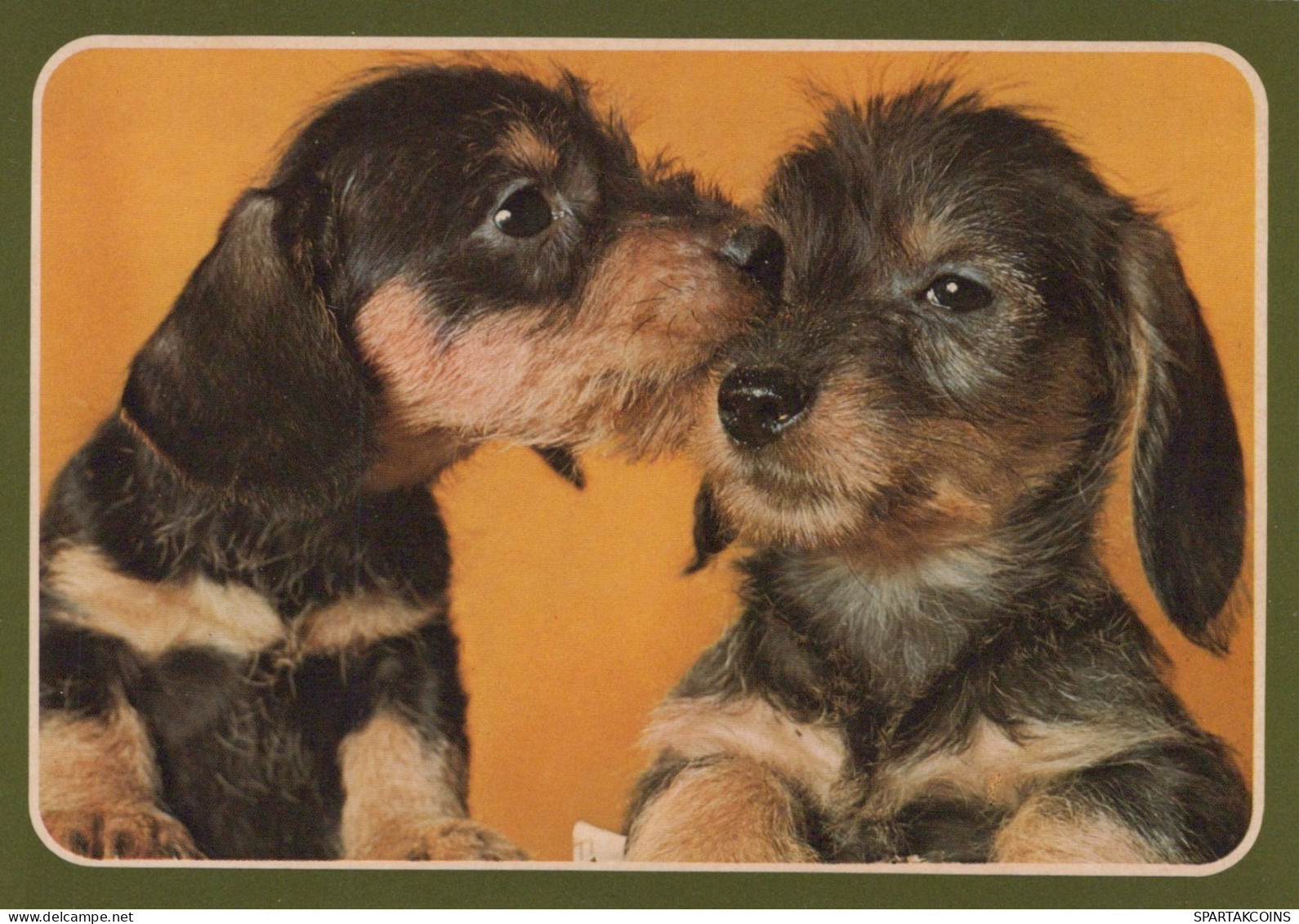 CHIEN Animaux Vintage Carte Postale CPSM #PAN667.FR - Chiens