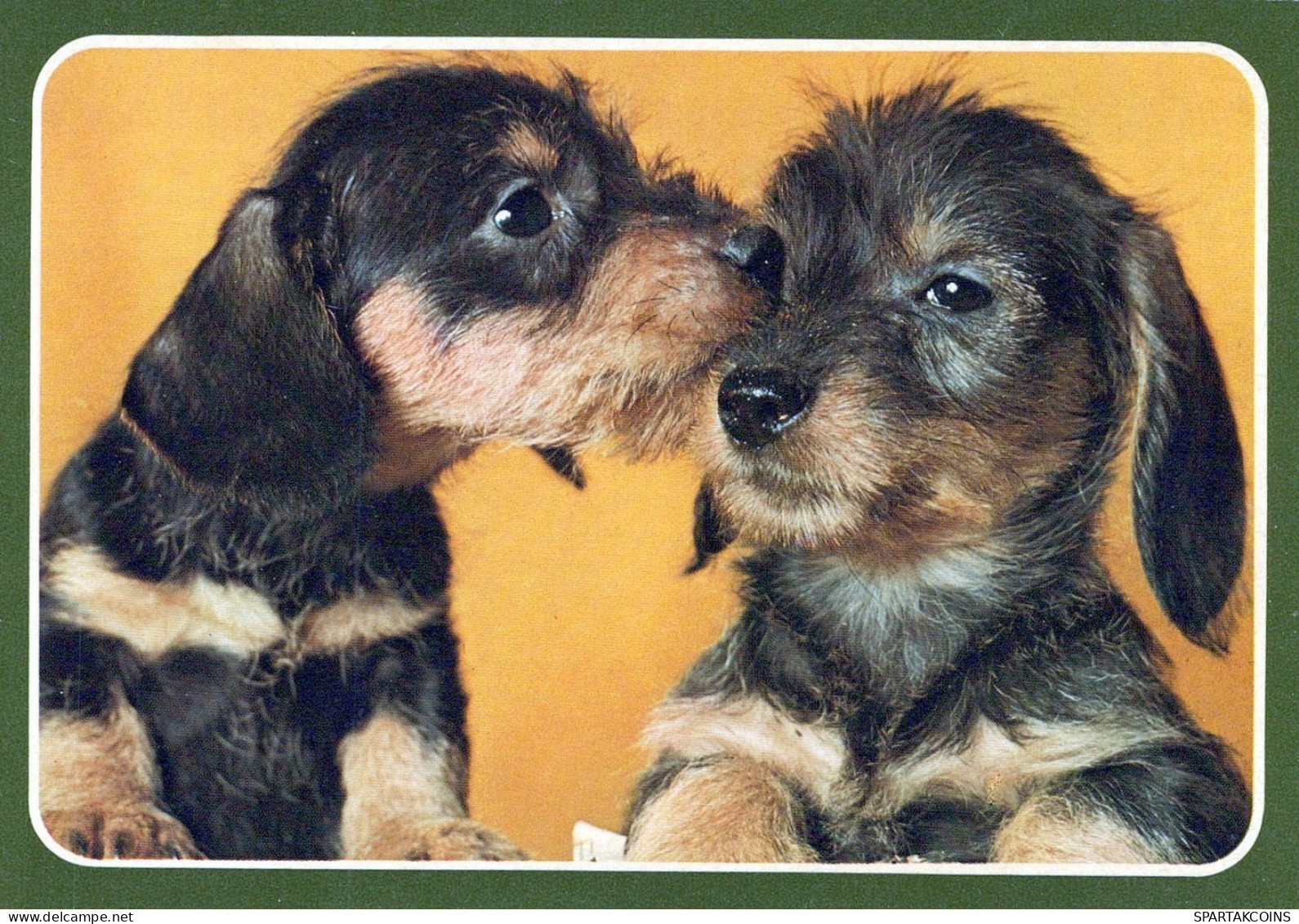 CHIEN Animaux Vintage Carte Postale CPSM #PAN667.FR - Honden