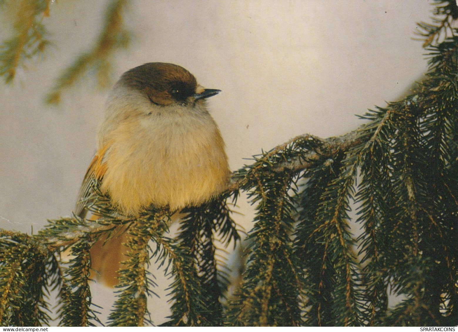 OISEAU Animaux Vintage Carte Postale CPSM #PAN159.FR - Birds