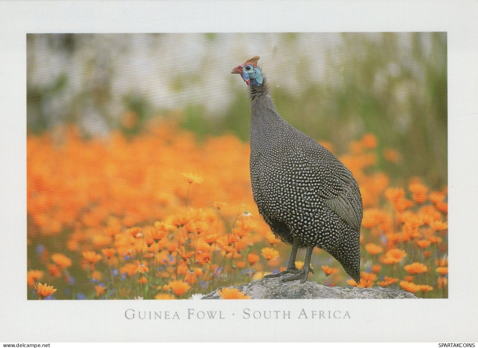 OISEAU Animaux Vintage Carte Postale CPSM #PAM728.FR - Pájaros