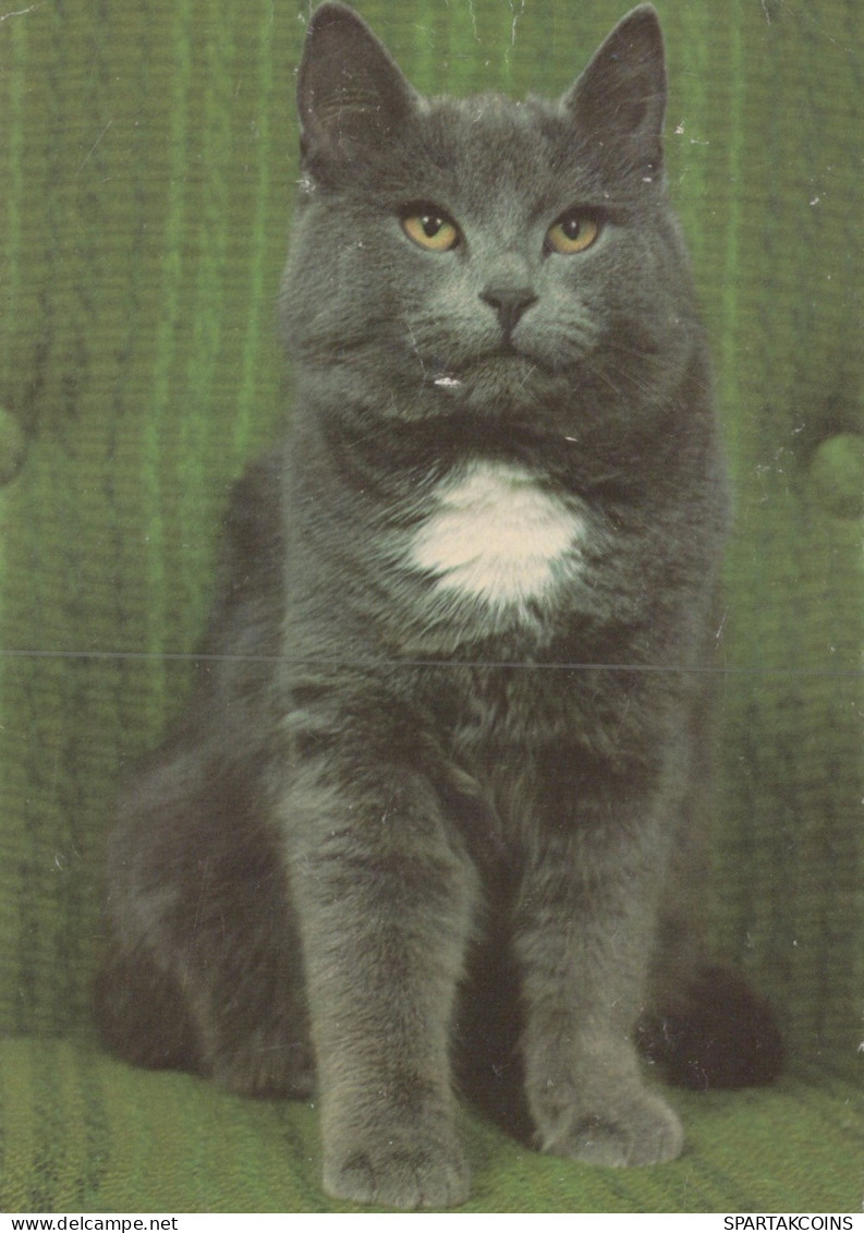 CHAT CHAT Animaux Vintage Carte Postale CPSM #PAM098.FR - Cats