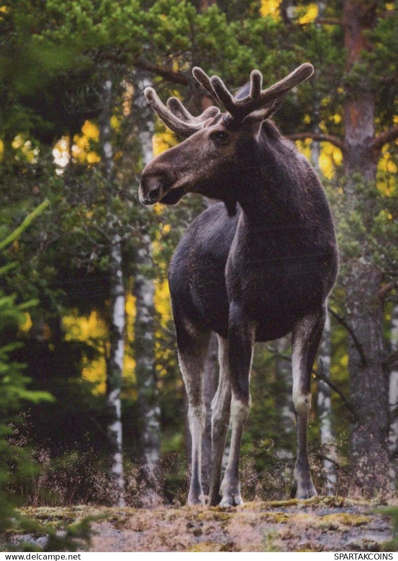 DEER Animals Vintage Postcard CPSM #PBS575.GB - Autres & Non Classés