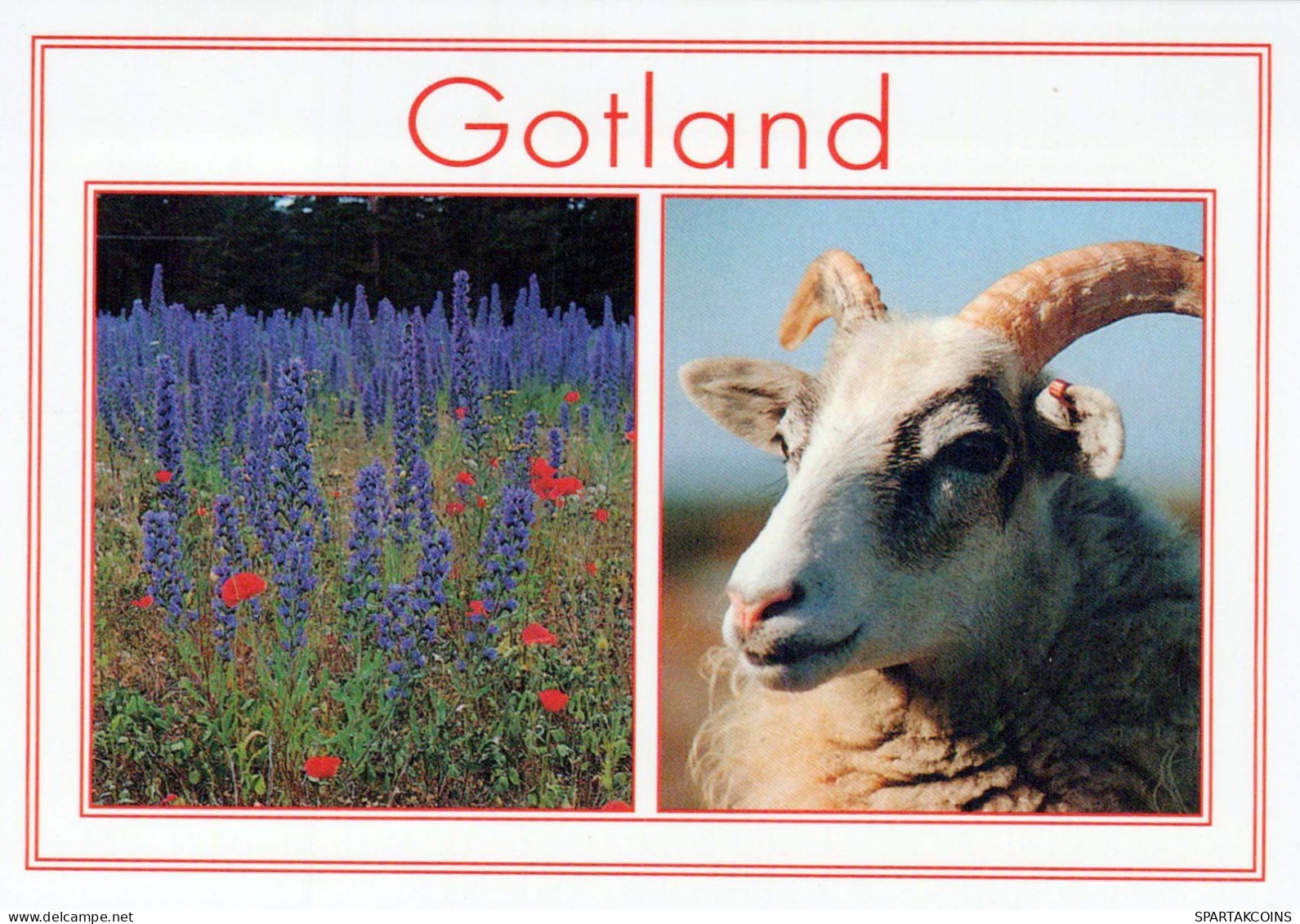 GOTLAND SHEEP Animals Vintage Postcard CPSM #PBS636.GB - Sonstige & Ohne Zuordnung