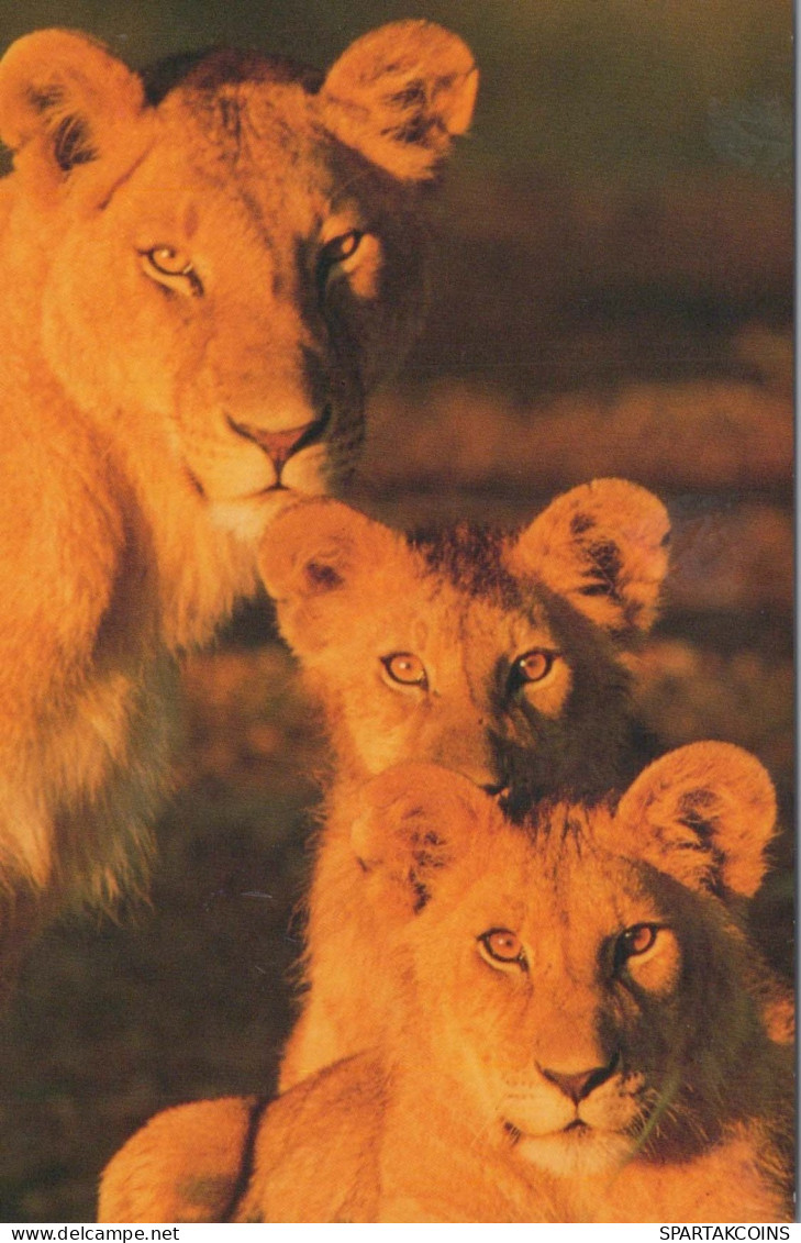 LION Animals Vintage Postcard CPSM #PBS077.GB - Löwen