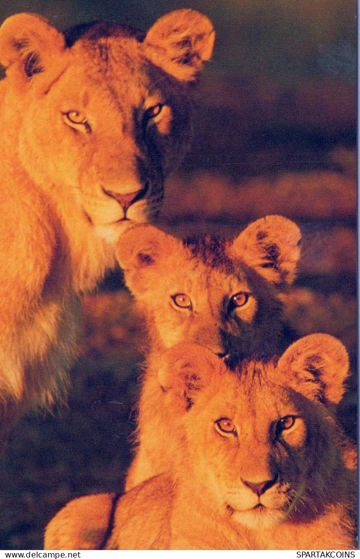 LION Animals Vintage Postcard CPSM #PBS077.GB - Lions