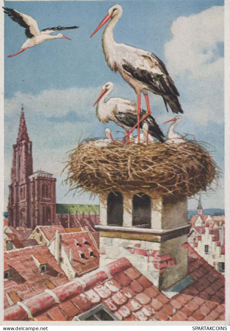BIRD Animals Vintage Postcard CPSM #PBR728.GB - Birds