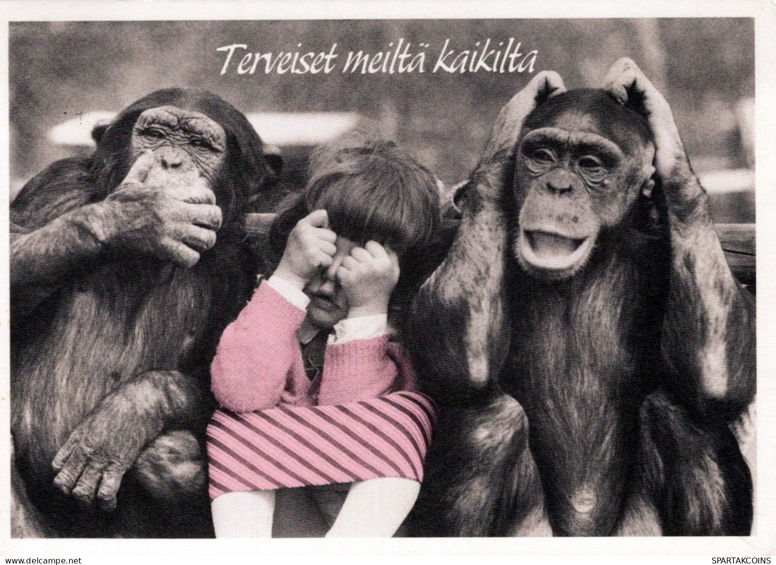 MONKEY Animals Vintage Postcard CPSM #PBS007.GB - Monkeys