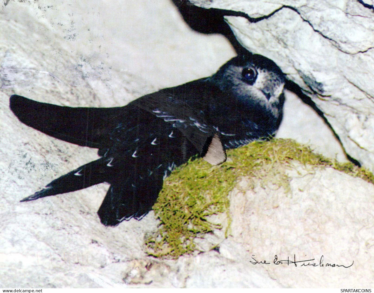 BIRD Animals Vintage Postcard CPSM #PBR665.GB - Pájaros