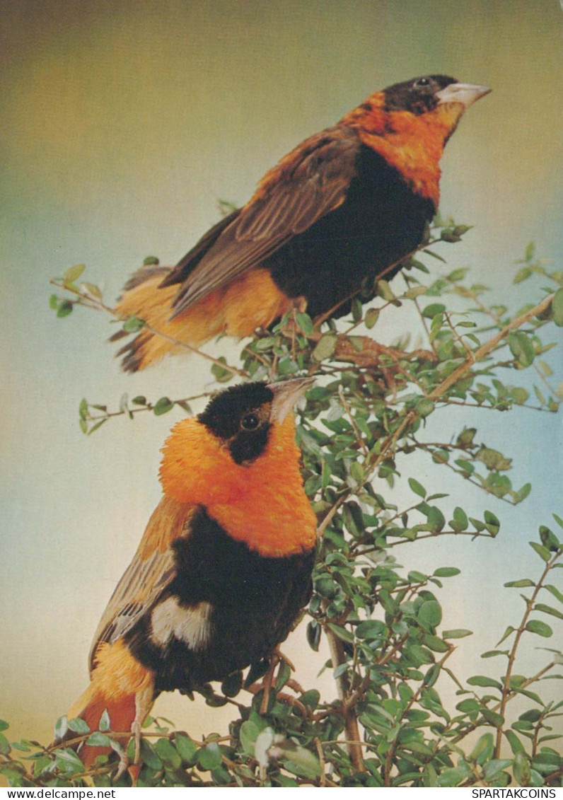 BIRD Animals Vintage Postcard CPSM #PBR474.GB - Birds