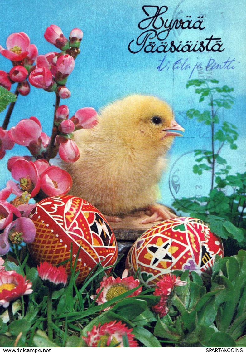 EASTER CHICKEN EGG Vintage Postcard CPSM #PBP153.GB - Pâques