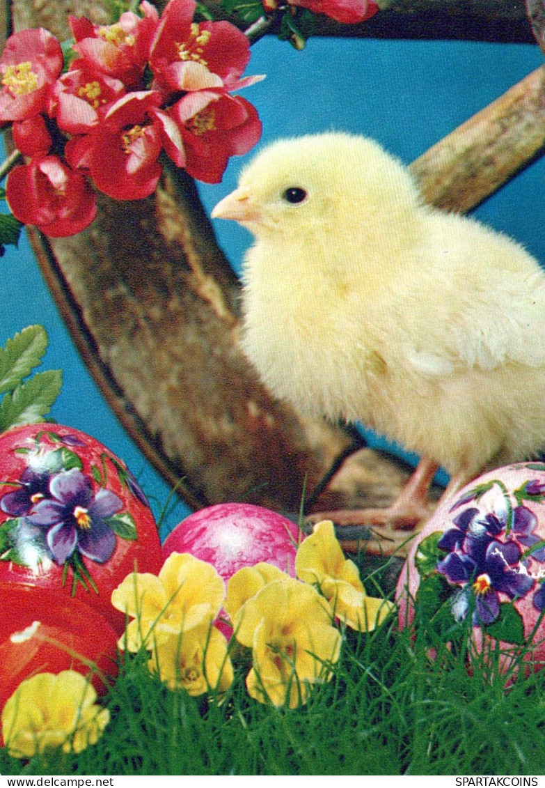 EASTER CHICKEN EGG Vintage Postcard CPSM #PBP030.GB - Pâques