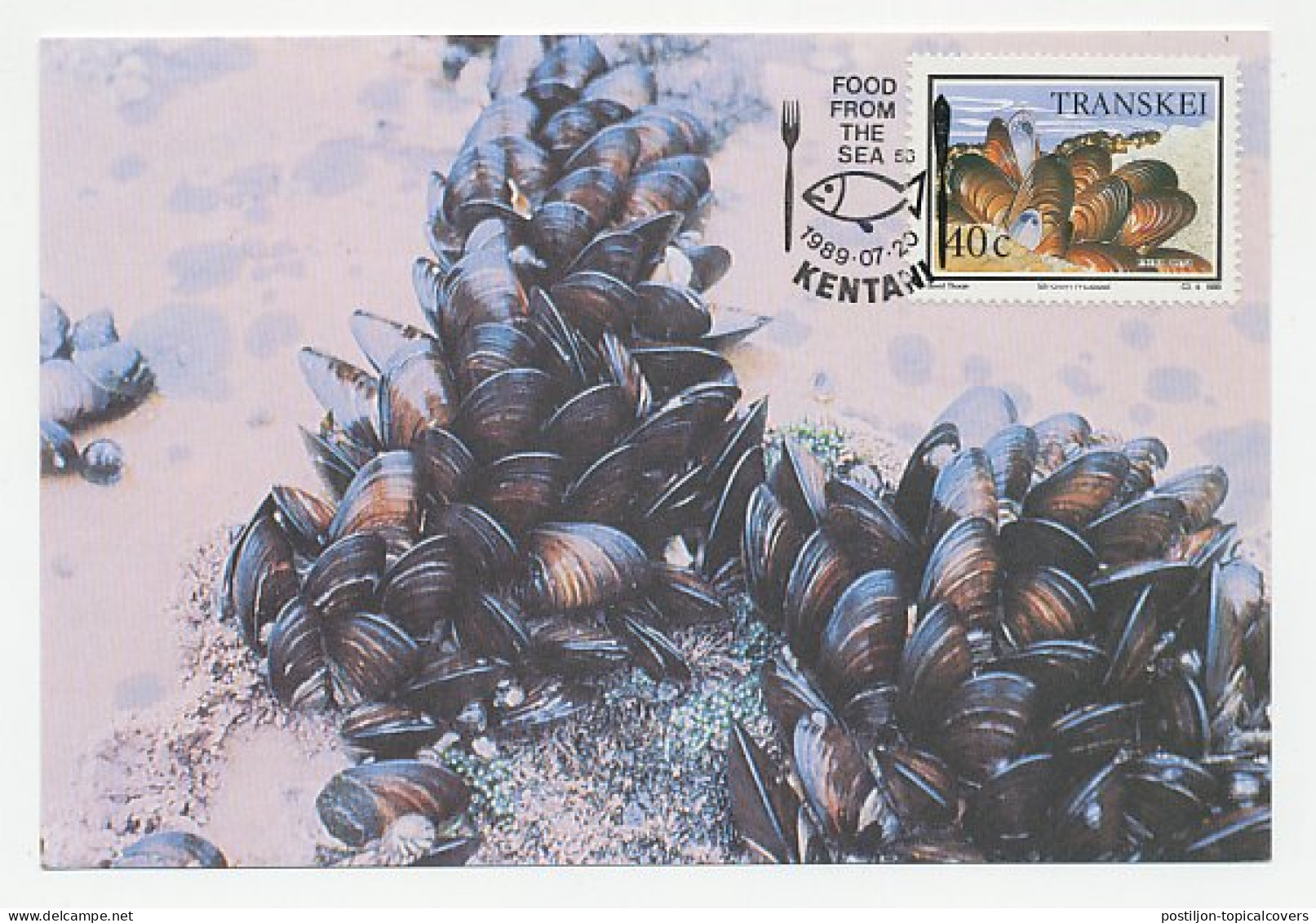 Maximum Card Transkei 1989 Mussel - Perna Perna - Food From The Sea - Autres & Non Classés
