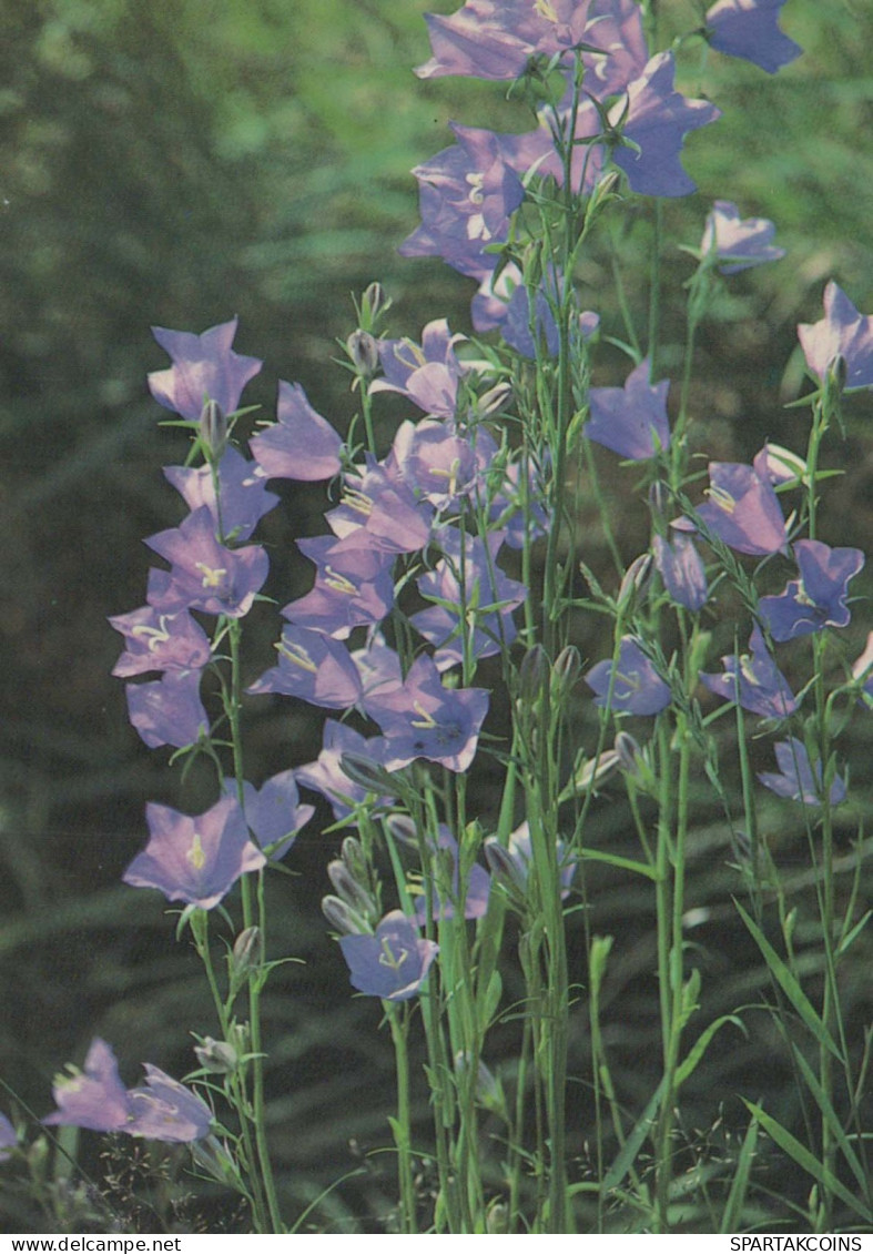 FLOWERS Vintage Postcard CPSM #PAS438.GB - Flores