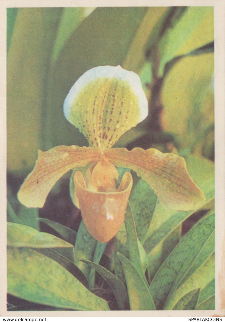 FLOWERS Vintage Postcard CPSM #PAR717.GB - Flores