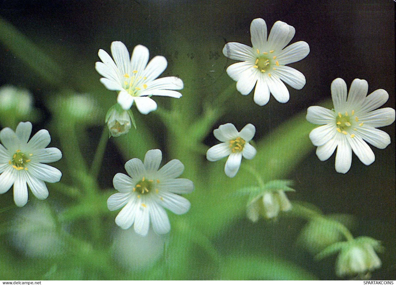 FLOWERS Vintage Postcard CPSM #PAR657.GB - Flores