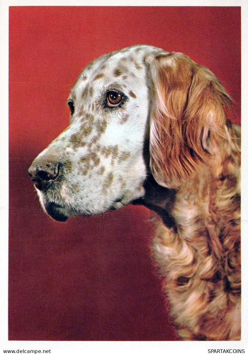 DOG Animals Vintage Postcard CPSM #PAN796.GB - Honden