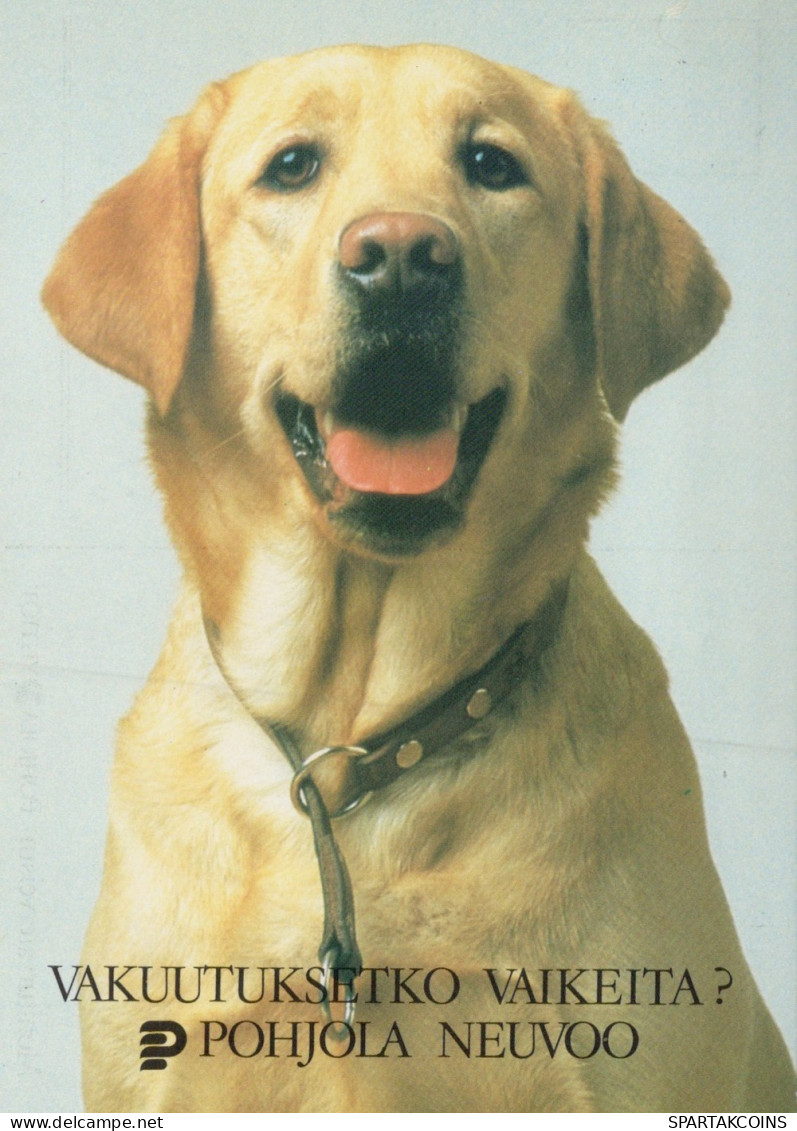 DOG Animals Vintage Postcard CPSM #PAN932.GB - Chiens