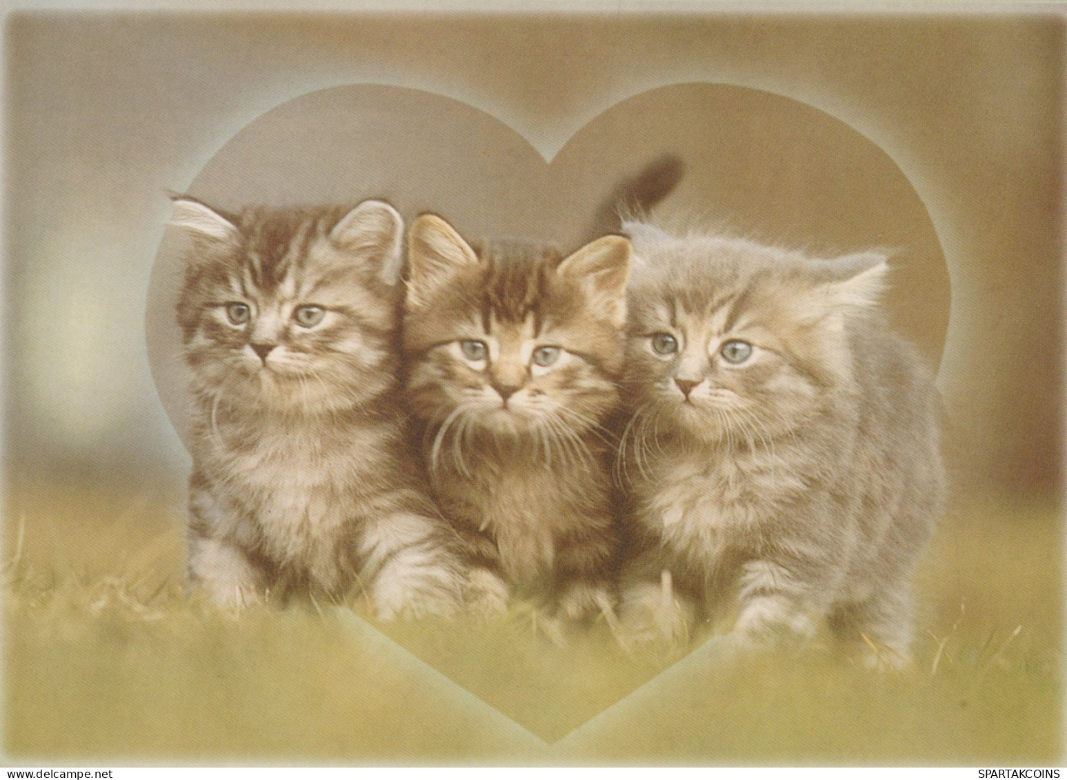 CAT KITTY Animals Vintage Postcard CPSM #PAM531.GB - Gatos