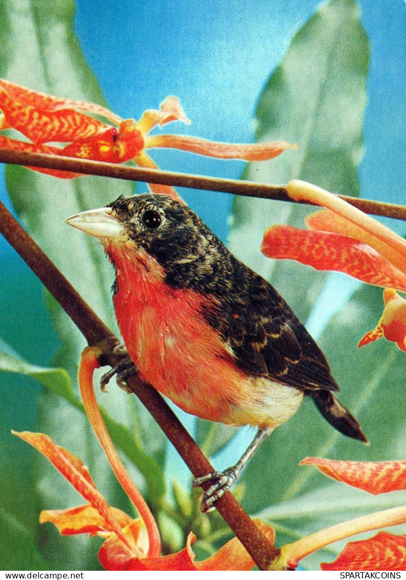 BIRD Animals Vintage Postcard CPSM #PAM726.GB - Birds