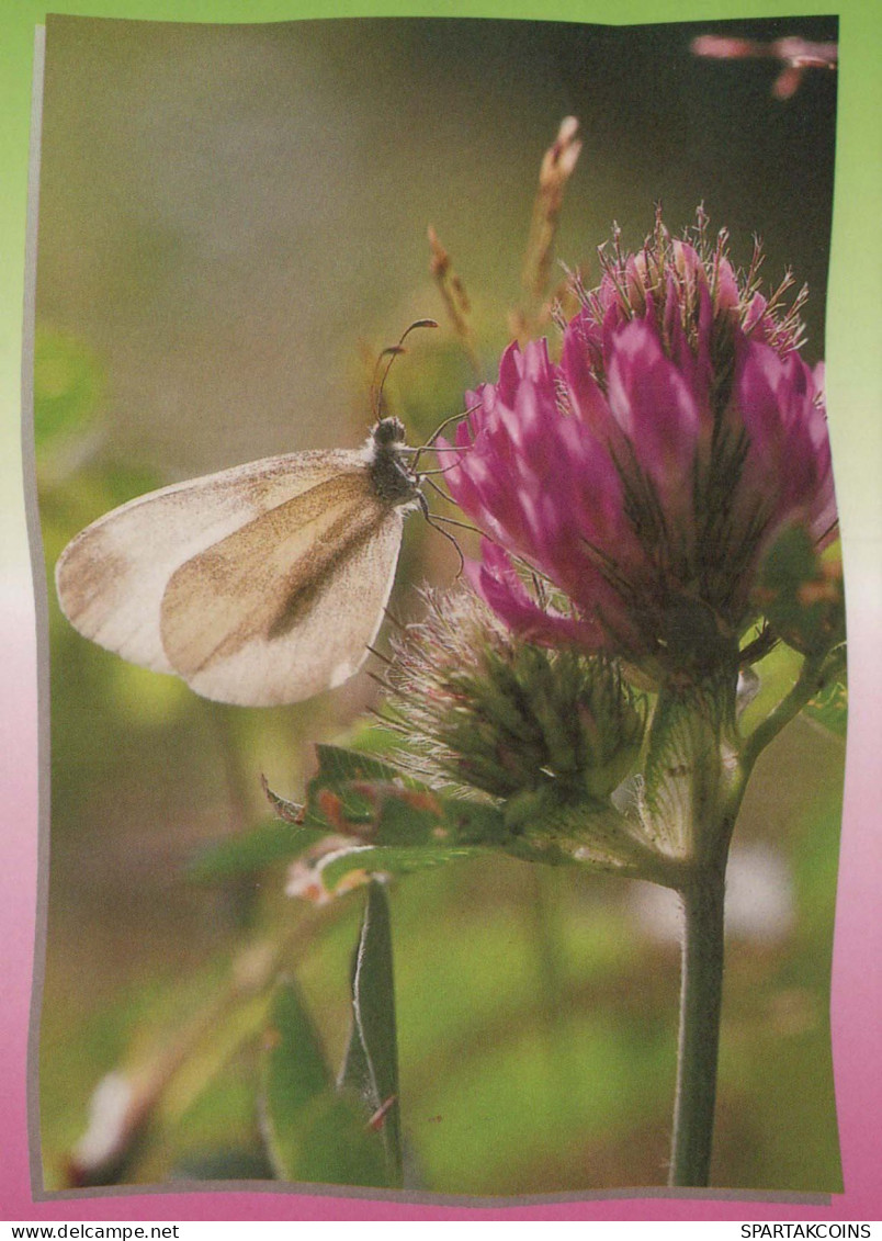 FARFALLA Animale Vintage Cartolina CPSM #PBS457.IT - Butterflies