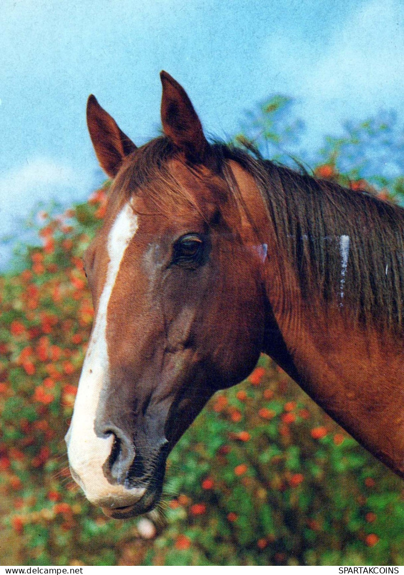 CAVALLO Animale Vintage Cartolina CPSM #PBR941.IT - Pferde