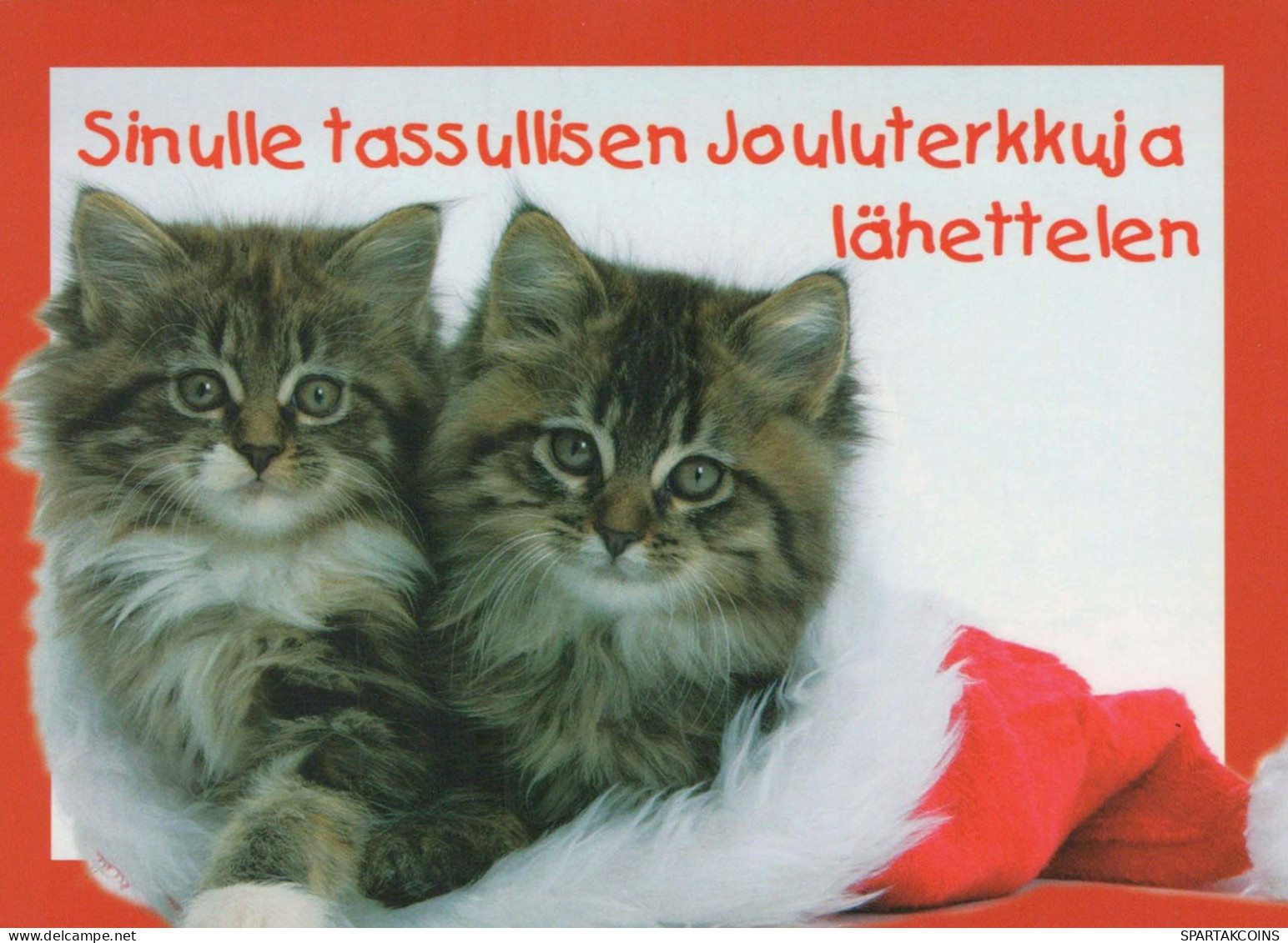 GATTO KITTY Animale Vintage Cartolina CPSM #PBQ886.IT - Cats