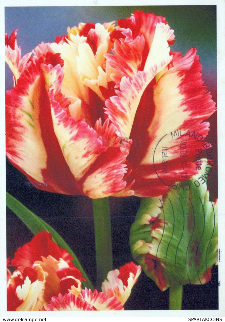 FIORI Vintage Cartolina CPSM #PAR361.IT - Flores